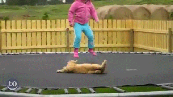 animaltrampoline3